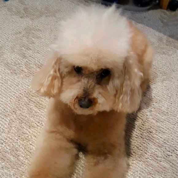 Meet your Posher, Stye - Picture 1 of 1